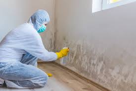 Best Attic Mold Removal in Battle Ground, IN