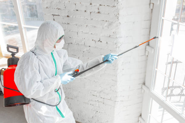 Why You Should Choose Our Mold Remediation Services in Battle Ground, IN