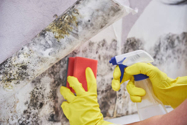 Best Mold Damage Restoration in Battle Ground, IN