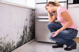 Best Water Damage & Mold Remediation in Battle Ground, IN